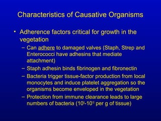 Characteristics of Causative Organisms
• Adherence factors critical for growth in the
vegetation
– Can adhere to damaged valves (Staph, Strep and
Enterococci have adhesins that mediate
attachment)
– Staph adhesin binds fibrinogen and fibronectin
– Bacteria trigger tissue-factor production from local
monocytes and induce platelet aggregation so the
organisms become enveloped in the vegetation
– Protection from immune clearance leads to large
numbers of bacteria (109
-1010
per g of tissue)
 