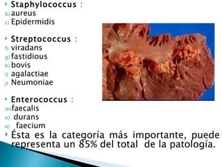   Staphylococcus :
b) aureus
c) Epidermidis


  Streptococcus :
f) viradans
g) fastidious
h) bovis
i) agalactiae
j) Neumoniae


 Enterococcus :
m)faecalis
n) durans
o) faecium
   Ésta es la categoría más importante, puede
    representa un 85% del total de la patología.
 