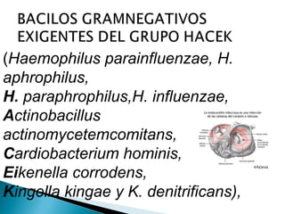 (Haemophilus parainfluenzae, H.
aphrophilus,
H. paraphrophilus,H. influenzae,
Actinobacillus
actinomycetemcomitans,
Cardiobacterium hominis,
Eikenella corrodens,
Kingella kingae y K. denitrificans),
 
