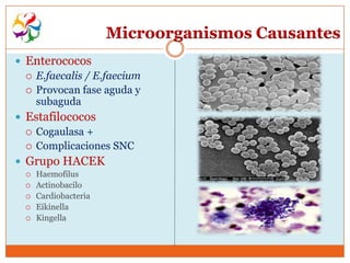 Microorganismos Causantes
 Enterococos
   E.faecalis / E.faecium
   Provocan fase aguda y
    subaguda
 Estafilococos
   Cogaulasa +
   Complicaciones SNC

 Grupo HACEK
     Haemofilus
     Actinobacilo
     Cardiobacteria
     Eikinella
     Kingella
 