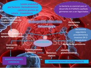 Lesión endotelial
                                                          La bacteria es esencial para el
       por factores -hemodinámicos
                                                          desarrollo EI.P.SANAS:cepillado
                 cateteres,puntos de
                                                          gérmenes van a ser fagocitados.
          sutura. -traumáticos
Trombos y deposito de
Conglomerados estériles
Plaquetas y fibrinas.                                              Bacteriemia
                                                                   transitoria
                                                                          Bacteremia
                                                                          segundaria
Creciendo debido a la
                                                                        procedimientos
agregación de elementos
                                                                        invasivos DX O
                                                                         terapéuticos
                                   VEGETACIÓN
     Destrucción                                              Bacteriemia persistente
     valvular
                          Embolia pulmonar                 vasculitis
                          o sistémica        Metástasis    glomerulonefritis
                              Aneurismas      sépticas
    MANIFESTACIONES
      CARDÍACAS                                MANIFESTACIONES EXTRACARDÍACAS
 