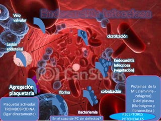 Proteínas de la
                                                            M.E (laminina -
                                                                colágeno)
                                                              O del plasma
Plaquetas activadas                                          (fibrinógeno y
 TROMBOSPODINA                                               fibronectina )
(ligar directamente)                                    RECEPTORES
                       En el caso de PC sin defectos?   POTENCIALES
 