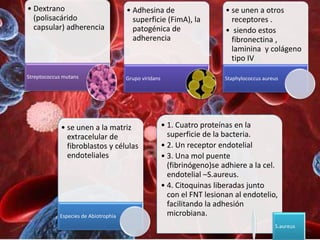• Dextrano                            • Adhesina de                       • se unen a otros
  (polisacárido                         superficie (FimA), la               receptores .
  capsular) adherencia                  patogénica de                     • siendo estos
                                        adherencia                          fibronectina ,
                                                                            laminina y colágeno
                                                                            tipo IV

Streptococcus mutans                  Grupo viridans                      Staphylococcus aureus




             • se unen a la matriz                     • 1. Cuatro proteínas en la
               extracelular de                           superficie de la bacteria.
               fibroblastos y células                  • 2. Un receptor endotelial
               endoteliales                            • 3. Una mol puente
                                                         (fibrinógeno)se adhiere a la cel.
                                                         endotelial –S.aureus.
                                                       • 4. Citoquinas liberadas junto
                                                         con el FNT lesionan al endotelio,
                                                         facilitando la adhesión
            Especies de Abiotrophia                      microbiana.
                                                                                             S.aureus
 