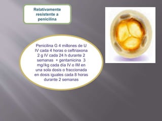 Relativamente
resistente a
penicilina
Penicilina G 4 millones de U
IV cada 4 horas o ceftriaxona
2 g IV cada 24 h durante 2
semanas + gentamicina 3
mg//kg cada día IV o IM en
una sola dosis o fraccionada
en dosis iguales cada 8 horas
durante 2 semanas
 