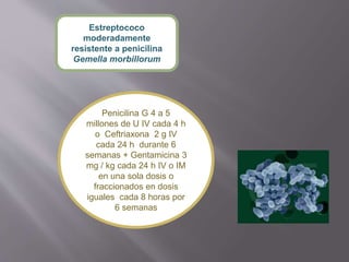 Estreptococo
moderadamente
resistente a penicilina
Gemella morbillorum
Penicilina G 4 a 5
millones de U IV cada 4 h
o Ceftriaxona 2 g IV
cada 24 h durante 6
semanas + Gentamicina 3
mg / kg cada 24 h IV o IM
en una sola dosis o
fraccionados en dosis
iguales cada 8 horas por
6 semanas
 