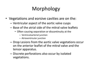 Morphology 
• Vegetations and eorsive cavities are on the: 
– Ventricular aspect of the aortic valve cusps 
– Base of the atrial side of the mitral valve leaflets 
• Often causing separation or discontinuity at the 
– Ventriculoarterial junction 
– Atrioventricular junction 
– Drop Lesions from the aortic valve vegetations occur 
on the anterior leaflet of the mitral valve and the 
tensor apparatus. 
– Discrete perforations also occur by isolated 
vegetations. 
 