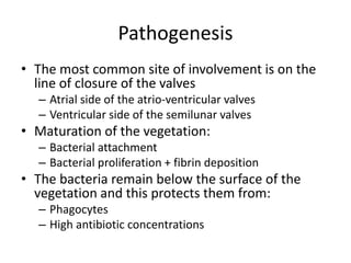 Pathogenesis 
• The most common site of involvement is on the 
line of closure of the valves 
– Atrial side of the atrio-ventricular valves 
– Ventricular side of the semilunar valves 
• Maturation of the vegetation: 
– Bacterial attachment 
– Bacterial proliferation + fibrin deposition 
• The bacteria remain below the surface of the 
vegetation and this protects them from: 
– Phagocytes 
– High antibiotic concentrations 
 