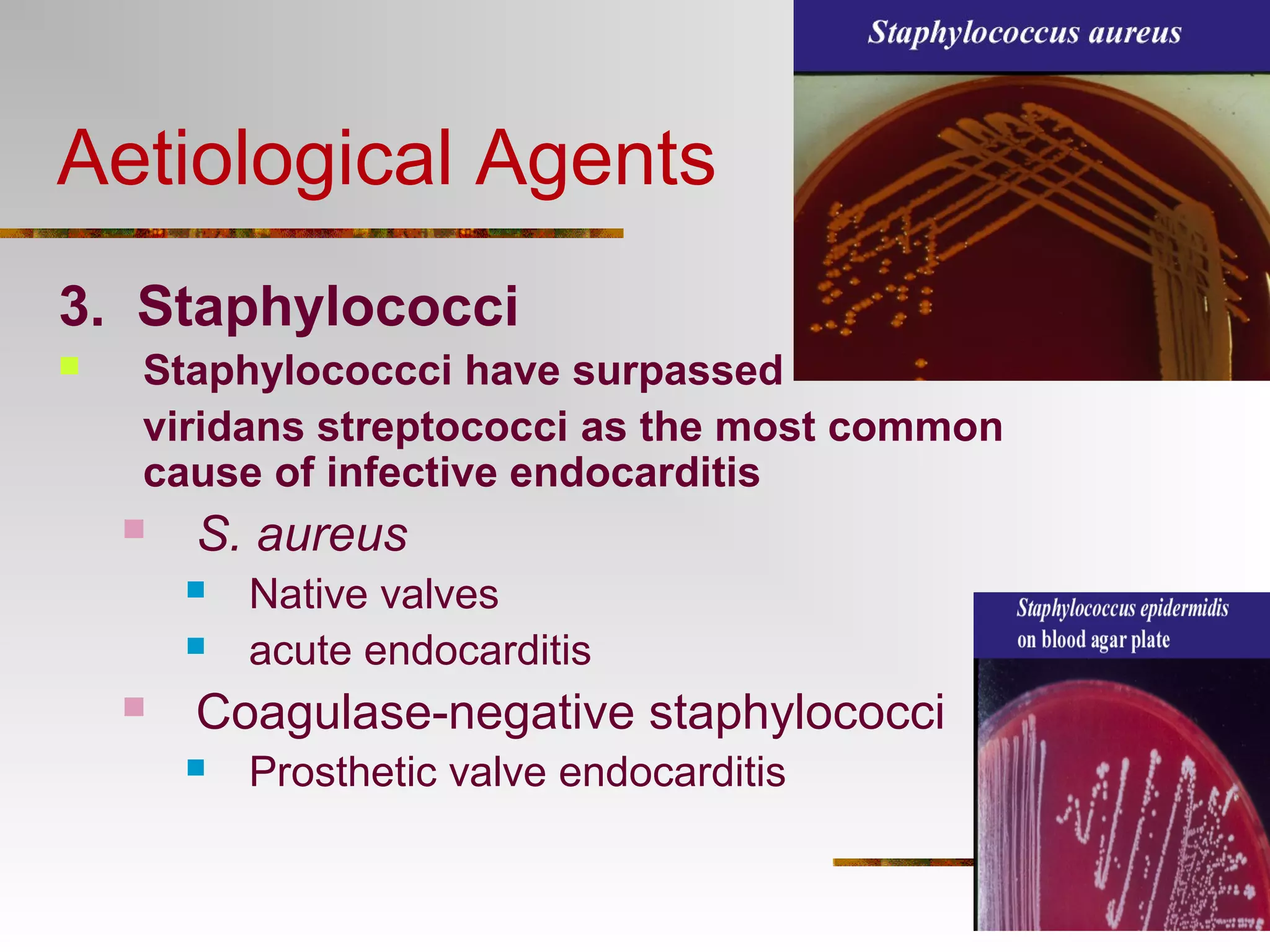 Aetiological Agents 
3. Staphylococci 
 Staphylococcci have surpassed 
viridans streptococci as the most common 
cause of infective endocarditis 
 S. aureus 
 Native valves 
 acute endocarditis 
 Coagulase-negative staphylococci 
 Prosthetic valve endocarditis 
 