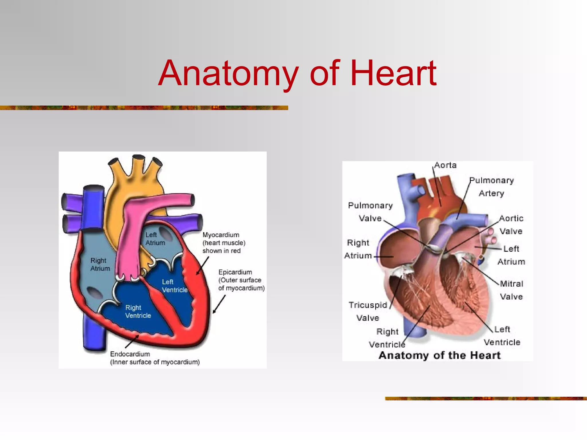 Anatomy of Heart 
 
