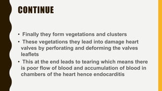 CONTINUE
• Finally they form vegetations and clusters
• These vegetations they lead into damage heart
valves by perforating and deforming the valves
leaflets
• This at the end leads to tearing which means there
is poor flow of blood and accumulation of blood in
chambers of the heart hence endocarditis
 