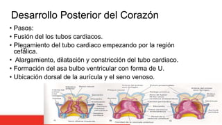 Desarrollo Posterior del Corazón
• Pasos:
• Fusión del los tubos cardiacos.
• Plegamiento del tubo cardiaco empezando por la región
cefálica.
• Alargamiento, dilatación y constricción del tubo cardiaco.
• Formación del asa bulbo ventricular con forma de U.
• Ubicación dorsal de la aurícula y el seno venoso.
 