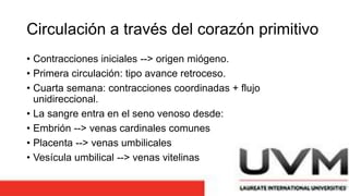 Circulación a través del corazón primitivo
• Contracciones iniciales --> origen miógeno.
• Primera circulación: tipo avance retroceso.
• Cuarta semana: contracciones coordinadas + flujo
unidireccional.
• La sangre entra en el seno venoso desde:
• Embrión --> venas cardinales comunes
• Placenta --> venas umbilicales
• Vesícula umbilical --> venas vitelinas
 