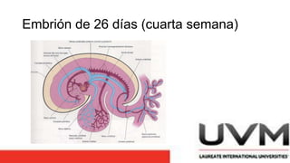 Embrión de 26 días (cuarta semana)
 