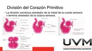 División del Corazón Primitivo
• La división comienza alrededor de la mitad de la cuarta semana
y termina alrededor de la octava semana.
 