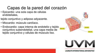 Capas de la pared del corazón
• Epicardio: una sola capa de células
endoteliales,
tejido conjuntivo y adiposo adyacente.
• Miocardio: músculo cardíaco.
• Endocardio: capa interna de endotelio y tejido
conjuntivo subendotelial, una capa media de
tejido conjuntivo y células de músculo liso.
 