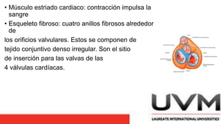 • Músculo estriado cardiaco: contracción impulsa la
sangre
• Esqueleto fibroso: cuatro anillos fibrosos alrededor
de
los orificios valvulares. Estos se componen de
tejido conjuntivo denso irregular. Son el sitio
de inserción para las valvas de las
4 válvulas cardíacas.
 