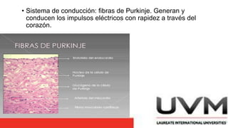 • Sistema de conducción: fibras de Purkinje. Generan y
conducen los impulsos eléctricos con rapidez a través del
corazón.
 