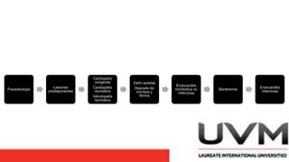 Fisiopatología
Lesiones
predisponentes
Cardiopatía
congénita
Cardiopatía
reumática
Valvulopatia
reumática
Daño epitelial
Deposito de
trombos y
fibrina
Endocarditis
trombotica no
infecciosa
Bacteremia
Endocarditis
infecciosa
 