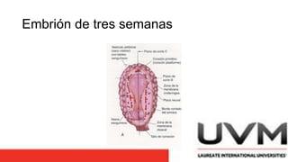 Embrión de tres semanas
 