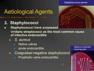 Aetiological Agents
3. Staphylococci
 Staphylococcci have surpassed
viridans streptococci as the most common cause
of infective endocarditis
 S. aureus
 Native valves
 acute endocarditis
 Coagulase-negative staphylococci
 Prosthetic valve endocarditis
 
