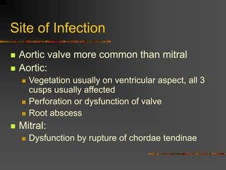 Site of Infection
 Aortic valve more common than mitral
 Aortic:
 Vegetation usually on ventricular aspect, all 3
cusps usually affected
 Perforation or dysfunction of valve
 Root abscess
 Mitral:
 Dysfunction by rupture of chordae tendinae
 