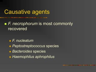 Causative agents
 F. necrophorum is most commonly
recovered
 F. nucleatum
 Peptostreptococcus species
 Bacteroides species
 Haemophilus aphrophilus
 