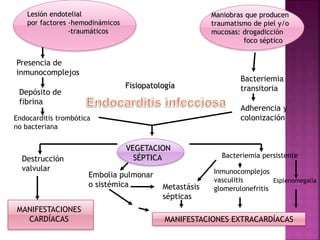 Lesión endotelial
por factores -hemodinámicos
-traumáticos
Presencia de
inmunocomplejos
Depósito de
fibrina
Endocarditis trombótica
no bacteriana
Maniobras que producen
traumatismo de piel y/o
mucosas: drogadicción
foco séptico
Bacteriemia
transitoria
Adherencia y
colonización
VEGETACION
SÉPTICA
Destrucción
valvular
Bacteriemia persistente
Embolia pulmonar
o sistémica
MANIFESTACIONES
CARDÍACAS MANIFESTACIONES EXTRACARDÍACAS
Inmunocomplejos
vasculitis
glomerulonefritis
Metastásis
sépticas
Esplenomegalia
Fisiopatología
 