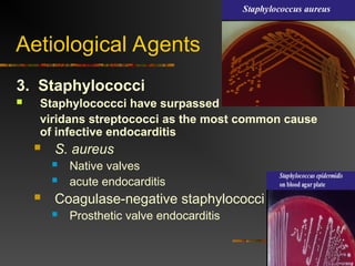 Aetiological Agents
3. Staphylococci
 Staphylococcci have surpassed
viridans streptococci as the most common cause
of infective endocarditis
 S. aureus
 Native valves
 acute endocarditis
 Coagulase-negative staphylococci
 Prosthetic valve endocarditis
 