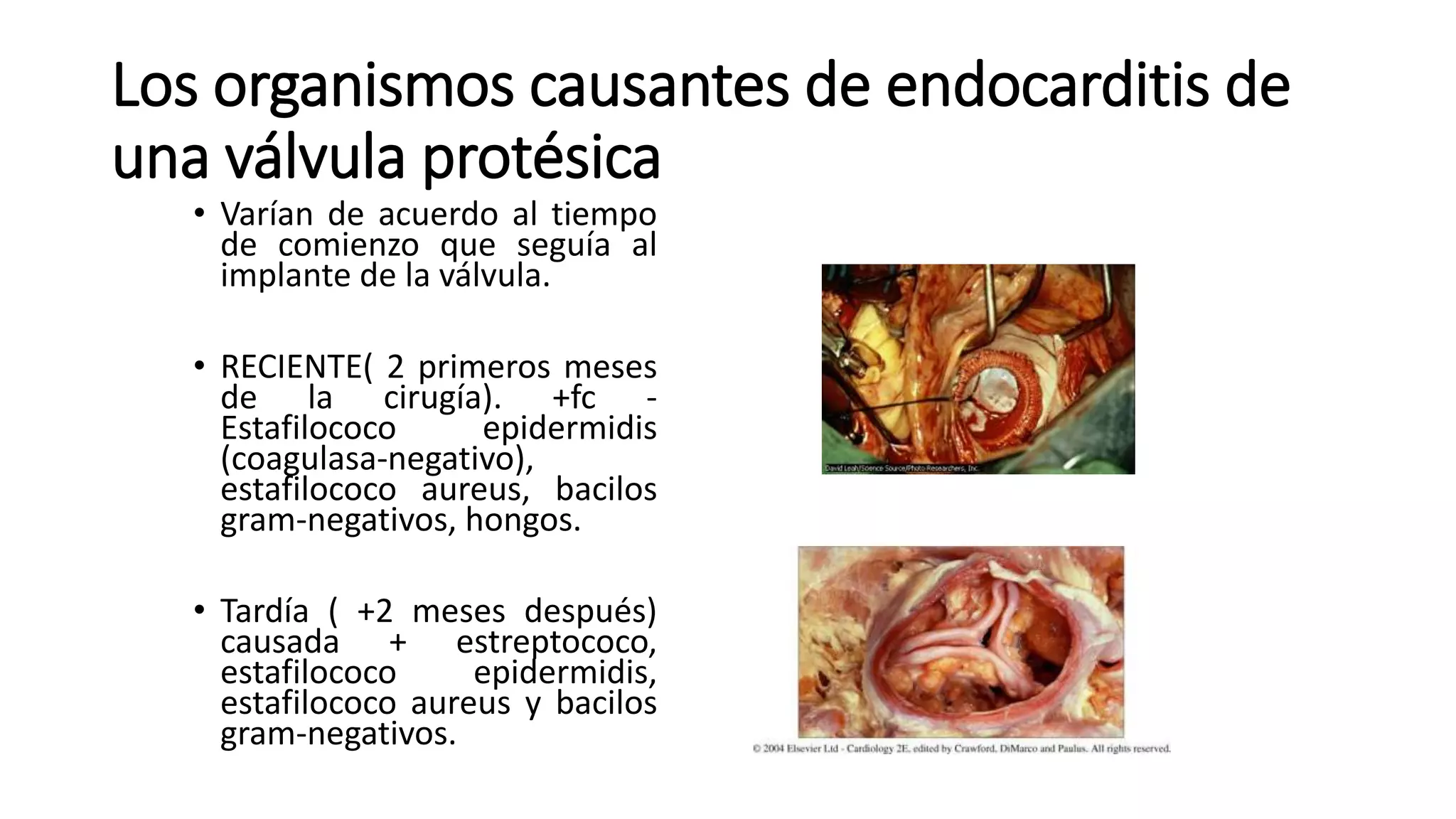 Los organismos causantes de endocarditis de
una válvula protésica
• Varían de acuerdo al tiempo
de comienzo que seguía al
implante de la válvula.
• RECIENTE( 2 primeros meses
de la cirugía). +fc -
Estafilococo epidermidis
(coagulasa-negativo),
estafilococo aureus, bacilos
gram-negativos, hongos.
• Tardía ( +2 meses después)
causada + estreptococo,
estafilococo epidermidis,
estafilococo aureus y bacilos
gram-negativos.
 