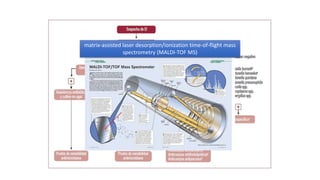 matrix-assisted laser desorption/ionization time-of-flight mass
spectrometry (MALDI-TOF MS)
 
