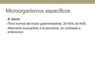 Microorganismos específicos
• S. bovis
• Flora normal del tracto gastrointestinal, 20-40% de NVE
• Altamente susceptible a la penicilina, en contraste a
 enterococo
 