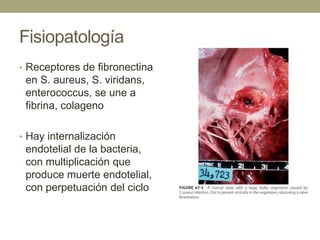 Fisiopatología
• Receptores de fibronectina
 en S. aureus, S. viridans,
 enterococcus, se une a
 fibrina, colageno

• Hay internalización
 endotelial de la bacteria,
 con multiplicación que
 produce muerte endotelial,
 con perpetuación del ciclo
 