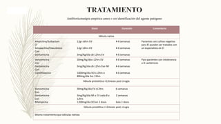 Dosis Duración Comentario
Válvula nativa
Ampicilina/Sulbactam
O
Amoxacilina/Clavulánico
Con
Gentamicina
12gr c6hrs EV
12gr c6hrs EV
3mg/Kg/día c8-12hrs EV
4-6 semanas
4-6 semanas
4-6 semanas
Pacientes con cultivo negativo
para EI pueden ser tratados con
un especialista en EI
Vancomicina
Con
Gentamicina
Con
Ciprofloxacina
30mg/Kg/día c12hrs EV
3mg/Kg/dia c8-12hrs Evo IM
1000mg/día VO c12hrs o
800mg/día Evc 12hrs
4-6 semanas
4-6 semanas
4-6 semanas
Para pacientes con intolerancia
a B-Lactámicos
Válvula protstetica <12meses post cirugía
Vancomicina
Con
Gentamicina
Con
Rifampicina
30mg/Kg/día EV c12hrs
3mg/Kg/día IM o EV cada 8 a
12hrs
1200mg/día VO en 2 dosis
6 semanas
2 semanas
Solo 2 dosis
Válvula prostética >12meses post cirugia
Mismo tratamiento que válvulas nativas
Antibioticoterápia empírica antes o sin identificación del agente patógeno
 