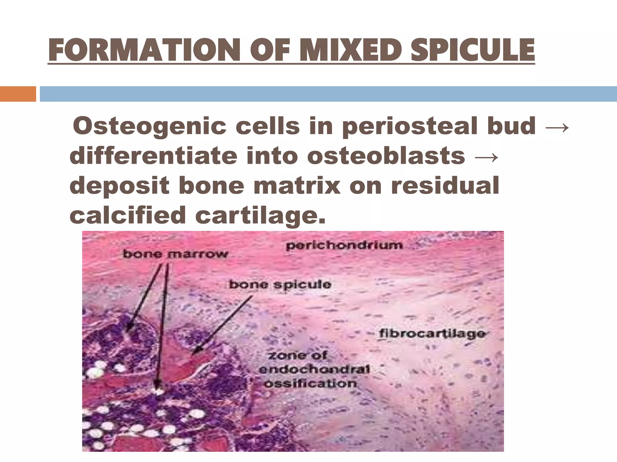Endochondral bone formation