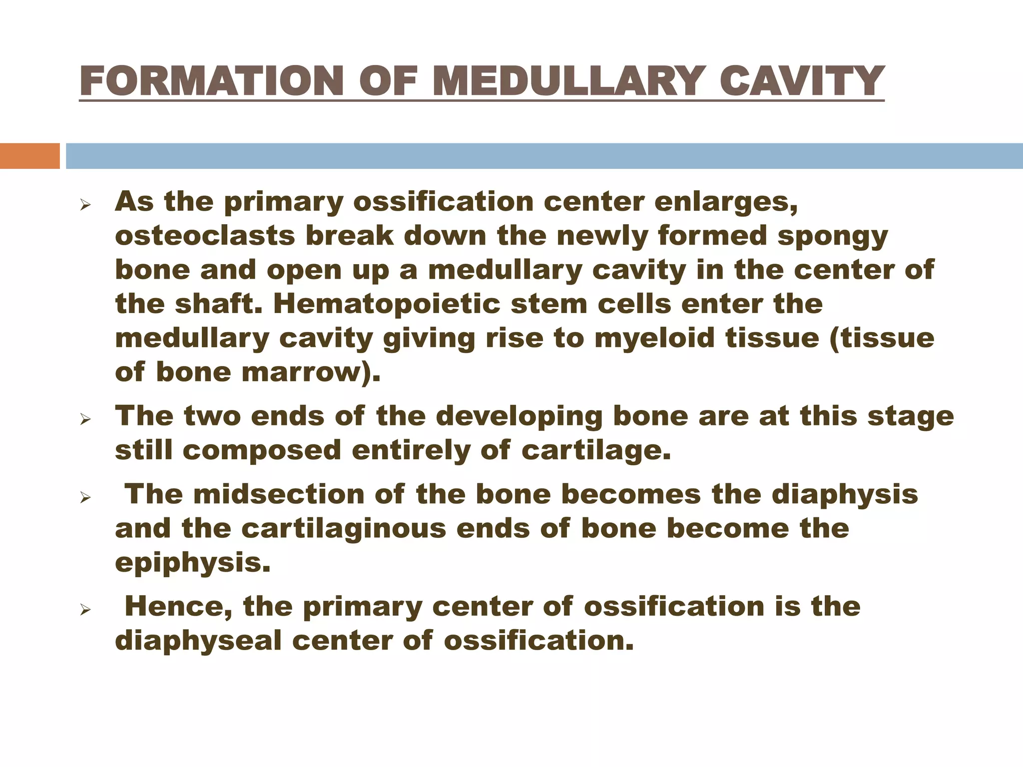 Endochondral bone formation