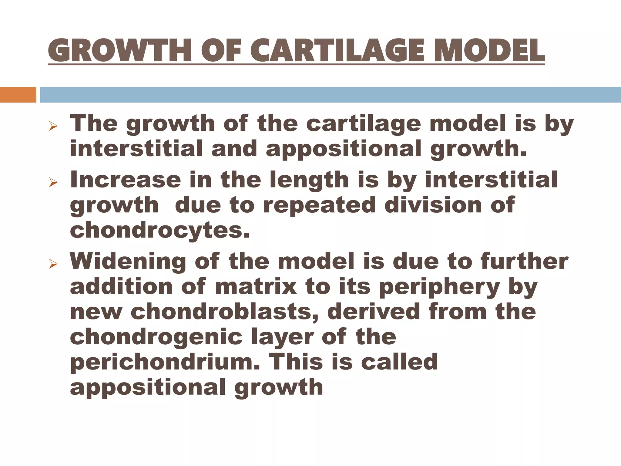 Endochondral bone formation