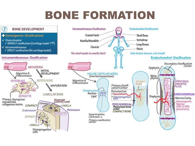Endochondral bone formation | PPTX