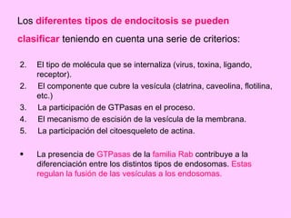 Los diferentes tipos de endocitosis se pueden
clasificar teniendo en cuenta una serie de criterios:

2.   El tipo de molécula que se internaliza (virus, toxina, ligando,
     receptor).
2.   El componente que cubre la vesícula (clatrina, caveolina, flotilina,
     etc.)
3.   La participación de GTPasas en el proceso.
4.   El mecanismo de escisión de la vesícula de la membrana.
5.   La participación del citoesqueleto de actina.

•    La presencia de GTPasas de la familia Rab contribuye a la
     diferenciación entre los distintos tipos de endosomas. Estas
     regulan la fusión de las vesículas a los endosomas.
 