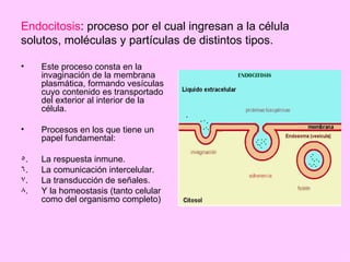 Endocitosis: proceso por el cual ingresan a la célula
solutos, moléculas y partículas de distintos tipos.

•    Este proceso consta en la
     invaginación de la membrana
     plasmática, formando vesículas
     cuyo contenido es transportado
     del exterior al interior de la
     célula.

•    Procesos en los que tiene un
     papel fundamental:

5.   La respuesta inmune.
6.   La comunicación intercelular.
7.   La transducción de señales.
8.   Y la homeostasis (tanto celular
     como del organismo completo)
 