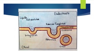 Endocitosis proyecto