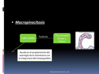  Macropinocitosis
CtBP1/ BARS
P21-ctivated
kinase-1
(Pak1)
Fosforila
Ayuda en el acoplamiento del
rearreglo de la membrana con
la maquinaria del citoesqueleto
Miaczynska & Stenmark, 2008
 