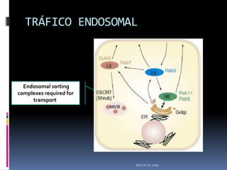 TRÁFICO ENDOSOMAL
Endosomal sorting
complexes required for
transport
Sann et al, 2009
 