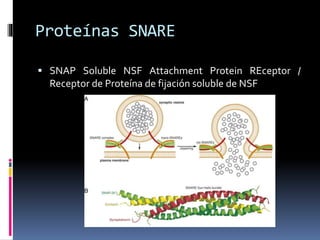 Proteínas SNARE
 SNAP Soluble NSF Attachment Protein REceptor /
Receptor de Proteína de fijación soluble de NSF
 