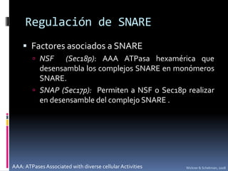 Regulación de SNARE
 Factores asociados a SNARE
 NSF (Sec18p): AAA ATPasa hexamérica que
desensambla los complejos SNARE en monómeros
SNARE.
 SNAP (Sec17p): Permiten a NSF o Sec18p realizar
en desensamble del complejo SNARE .
AAA: ATPases Associated with diverse cellularActivities Wickner & Schekman, 2008
 