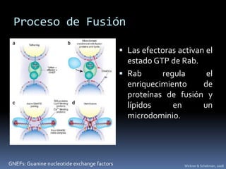 Proceso de Fusión
 Las efectoras activan el
estado GTP de Rab.
 Rab regula el
enriquecimiento de
proteínas de fusión y
lípidos en un
microdominio.
GNEFs: Guanine nucleotide exchange factors Wickner & Schekman, 2008
 