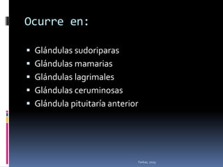 Ocurre en:
 Glándulas sudoriparas
 Glándulas mamarias
 Glándulas lagrimales
 Glándulas ceruminosas
 Glándula pituitaría anterior
Farkas, 2015
 