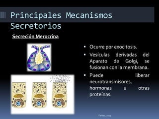 Principales Mecanismos
Secretorios
Secreción Merocrina
 Ocurre por exocitosis.
 Vesículas derivadas del
Aparato de Golgi, se
fusionan con la membrana.
 Puede liberar
neurotransmisores,
hormonas u otras
proteínas.
Farkas, 2015
 