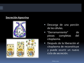 Secreción Apocrina
 Descarga de una porción
de las células.
 “Derramamiento” de
piezas completas del
citoplasma.
 Después de la liberación el
citoplasma de reconstituye
y puede ocurrir un nuevo
ciclo de secreción.
Farkas, 2015
 