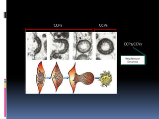 CCVsCCPs
CCPs/CCVs
Regulado por
Dinamina
 