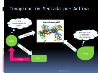 Invaginación Mediada por Actina
Las17
Bbc1Inhibe
Myo5
Inicia
polimerización de
actina
Participa en el
proceso de
internalización
Kaksonen, 2008
 